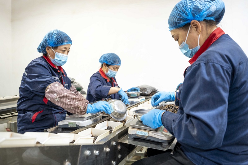 “和仁堂”的工人們正在進行中藥飲片的篩選、包裝。人民網(wǎng) 盧鵬宇攝
